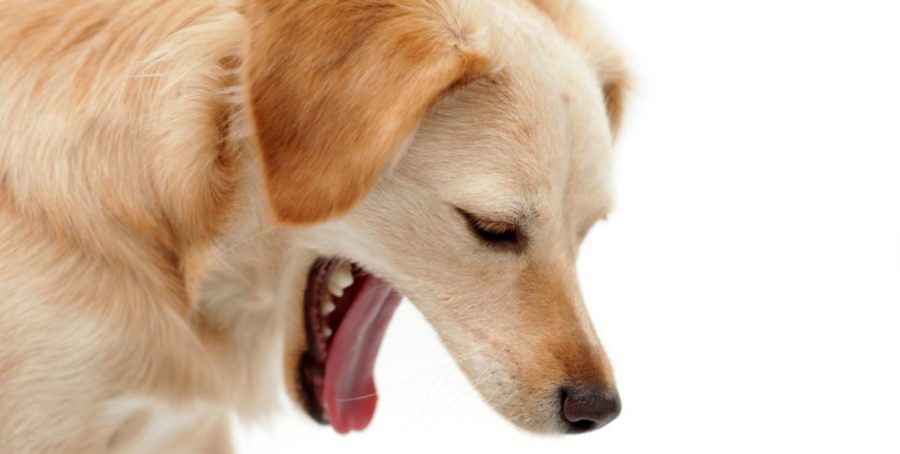 Bedstefar Igangværende Uforenelig Opkast hos hunde: årsager, behandling og forebyggelse